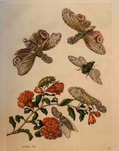 Laden Sie das Bild in den Galerie-Viewer, Maria Sibylla Merians Reise zu den Schmetterlingen