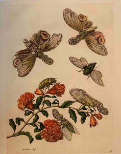 Maria Sibylla Merians Reise zu den Schmetterlingen
