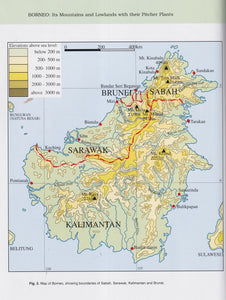 Borneo