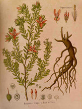Laden Sie das Bild in den Galerie-Viewer, Köhler&#39;s Medizinal-Pflanzen