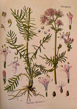Laden Sie das Bild in den Galerie-Viewer, Köhler&#39;s Medizinal-Pflanzen