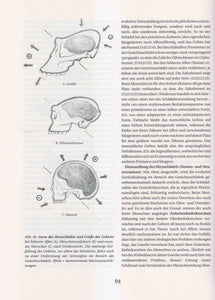 Morphologie des menschlichen Organismus