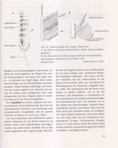 Wunder des Vogelzuges